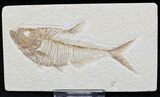 Detailed Diplomystus Fish Fossil From Wyoming #22299-1
